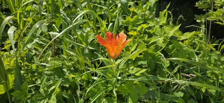[구례=뉴시스] 지리산 특별보호구역에서 여름철 피어난 멸종위기 2급 '날개하늘나리'. (사진=지리산전남사무소 제공) 2025.07.02. photo@newwsis.com *재판매 및 DB 금지