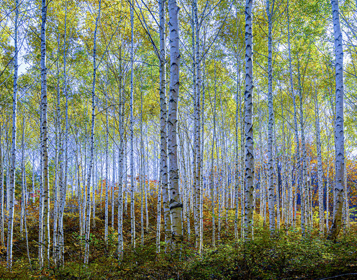 [인제=뉴시스] 2일 인제군(군수 최상기)과 인제군마케팅센터(이하 마케팅센터)는 지역 관광 활성화와 걷는 길 명소화를 위해 ‘하늘내린인제 10대 트레킹 명소’를 선정했다 고 밝혔다. 사진은 자작나무숲길. 인제군 제공. *재판매 및 DB 금지