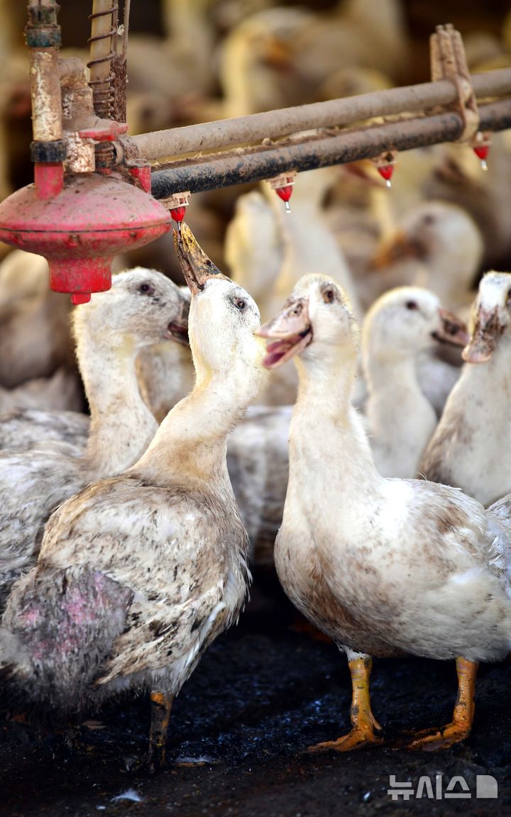 [나주=뉴시스] 이현행 기자 = 전남 전 지역에 엿새째 폭염특보가 계속되는 2일 오전 전남 나주시 세지면 한 오리 농가에서 무더위에 지친 오리가 힘겹게 물을 마시고 있다. 2025.07.02. lhh@newsis.com