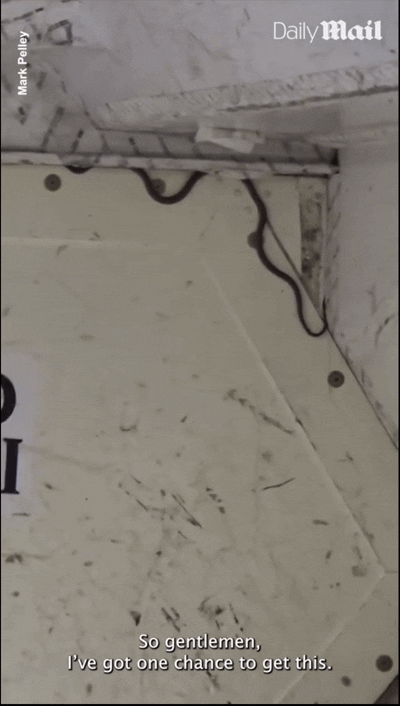 [뉴시스] 호주 멜버른 공항에서 브리즈번으로 향하는 버진오스트레일리아 항공 여객기에서 뱀이 발견됐다. (사진=데일리메일) *재판매 및 DB 금지 *재판매 및 DB 금지