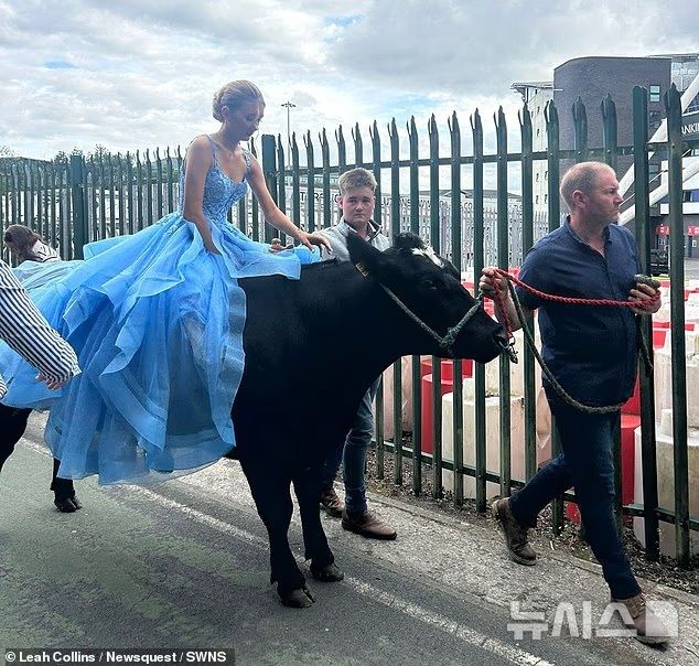 [서울=뉴시스] 파란색 드레스를 입은 여학생이 소를 타고 파티에 가고 있다. 