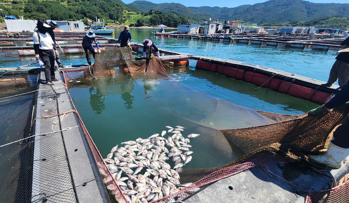 [무안=뉴시스] 고수온 피해 양식장. (자료사진 제공 = 전남도). 2025.07.02. photo@newsis.com *재판매 및 DB 금지