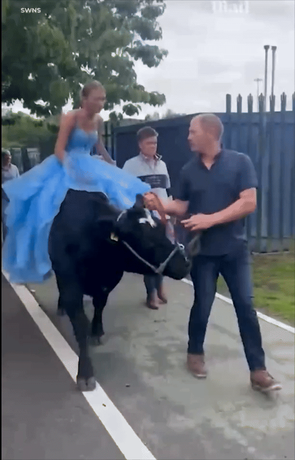 [서울=뉴시스] 파란색 드레스를 입은 여학생이 소를 타고 파티에 가고 있다. *재판매 및 DB 금지