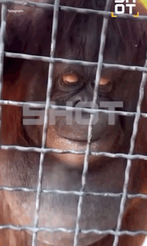 [뉴시스]러시아의 한 여성 복서가 멸종위기종 오랑우탄에게 전자담배를 권해 거센 비난을 받고 있다. (사진=데일리메일) *재판매 및 DB 금지