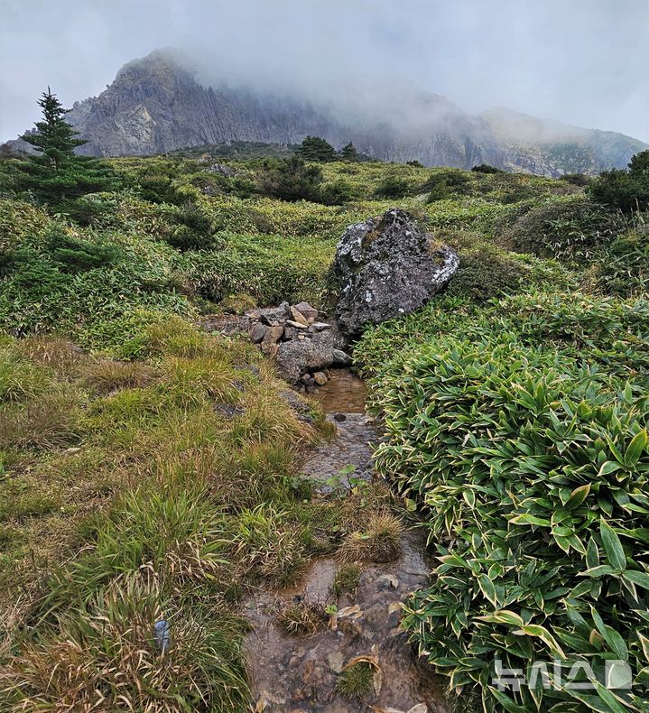[제주=뉴시스] 임재영 기자= 지난달 28일 한라산국립공원 남벽분깃점으로 향하는 탐방로 인근 '제2방아샘'에서 물이 계속 흘러내리고 있다. 2025.07.03. ijy788@newsis.com
