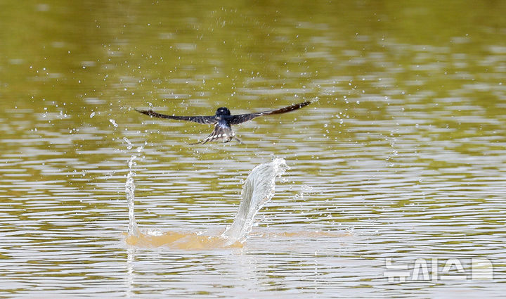 [제주=뉴시스] 우장호 기자 = 닷새째 폭염특보가 발효된 2일 오후 제주시 조천읍 남생이못에서 제비들이 목욕을 하며 더위를 식히고 있다. 2025.07.02. woo1223@newsis.com