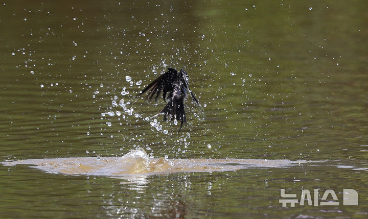 [제주=뉴시스] 우장호 기자 = 닷새째 폭염특보가 발효된 2일 오후 제주시 조천읍 남생이못에서 제비들이 목욕을 하며 더위를 식히고 있다. 2025.07.02. woo1223@newsis.com