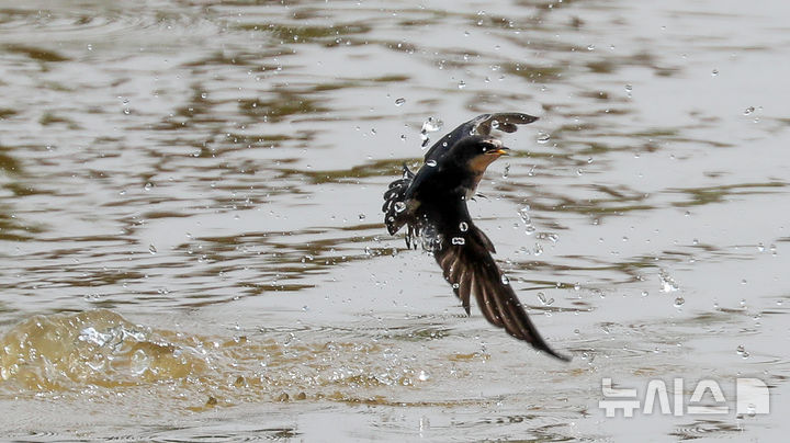 [제주=뉴시스] 우장호 기자 = 닷새째 폭염특보가 발효된 2일 오후 제주시 조천읍 남생이못에서 제비들이 목욕을 하며 더위를 식히고 있다. 2025.07.02. woo1223@newsis.com