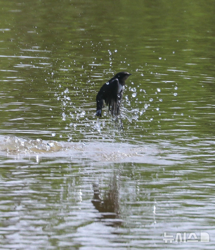 [제주=뉴시스] 우장호 기자 = 닷새째 폭염특보가 발효된 2일 오후 제주시 조천읍 남생이못에서 제비들이 목욕을 하며 더위를 식히고 있다. 2025.07.02. woo1223@newsis.com