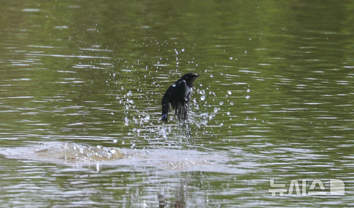 [제주=뉴시스] 우장호 기자 = 닷새째 폭염특보가 발효된 2일 오후 제주시 조천읍 남생이못에서 제비들이 목욕을 하며 더위를 식히고 있다. 2025.07.02. woo1223@newsis.com