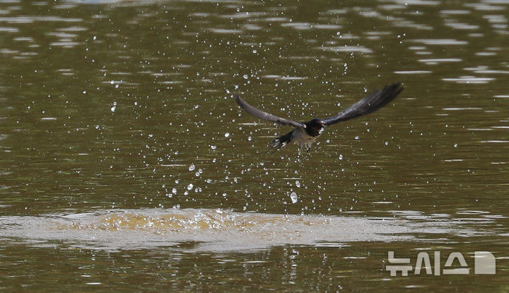 [제주=뉴시스] 우장호 기자 = 닷새째 폭염특보가 발효된 2일 오후 제주시 조천읍 남생이못에서 제비들이 목욕을 하며 더위를 식히고 있다. 2025.07.02. woo1223@newsis.com