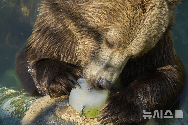 [로마=AP/뉴시스] 이탈리아에 폭염이 이어져 기온이&nbsp; 연일 40도를 넘는가운데&nbsp; 로마 동물원의 곰 한 마리가&nbsp; 7월 2일 얼린 과일을 먹으며 더위를 식히고 있다. 2025.07.22.