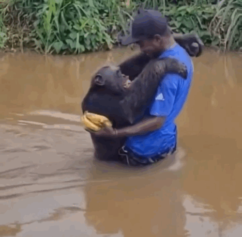 [뉴시스]수년 전 구조됐던 침팬지가 자신을 구해준 남성을 만나 감격의 포옹을 나누는 영상이 퍼지며 화제가 됐다. (사진=X @AMAZINGNATURE) *재판매 및 DB 금지 *재판매 및 DB 금지