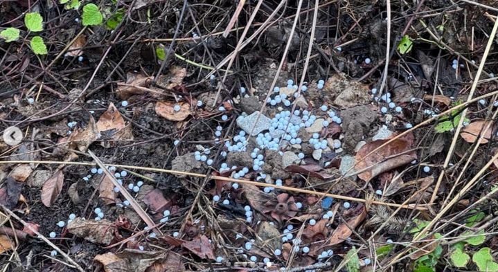 [서울=뉴시스] 당시 현장에 남겨진 비비탄의 모습. (사진 = '비글구조네트워크' 인스타그램 캡처) 2025.07.03. *재판매 및 DB 금지