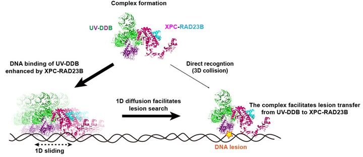 [울산=뉴시스] 구미현 기자 = UV-DDB와 XPC와의 상호작용에 의한 UV-DDB의 DNA 손상(CPD) 인식 효율 증가 모델 photo@newsis.com *재판매 및 DB 금지