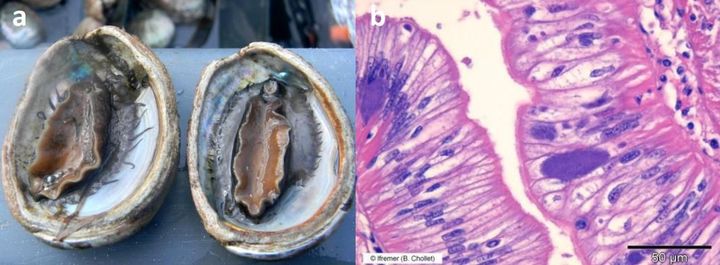 제노할리오티스캘리포니엔시스감염증에 걸린 전복과 감염된 조직. (사진=해양수산부 제공) *재판매 및 DB 금지