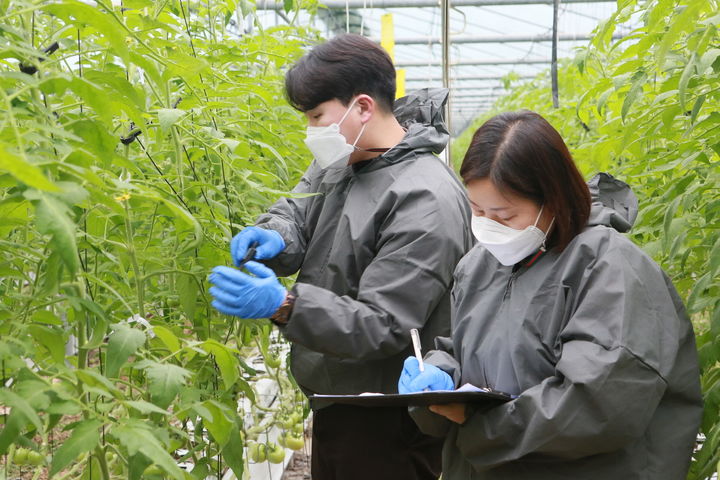 [무안=뉴시스] 전남지역 방울토마토 농가 작황 조사. (사진 제공 = 전남농업기술원). 2025.07.03. photo@newsis.com *재판매 및 DB 금지
