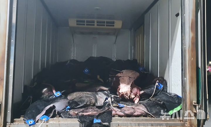 [포항=뉴시스] 안병철 기자 = 경북 동해안 일대에서 밍크고래 4마리를 불법 포획·유통한 일당 8명이 검거됐다.(사진=포항해양경찰서 제공) 2025.07.03. photo@newsis.com