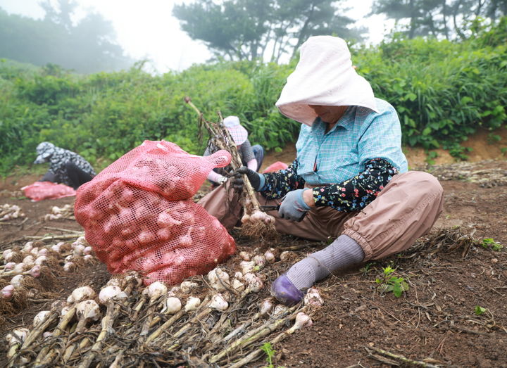 [태안=뉴시스] 지난달 30일 한 농민이 태안군 근흥면 가의도 마늘밭에서 6쪽마늘을 수확하고 있다. (사진=태안군 제공) 2025.07.03. photo@newsis.com&nbsp;&nbsp;&nbsp; *재판매 및 DB 금지