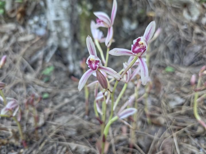 [구례=뉴시스] 지리산국립공원 자생지에 멸종위기야생생물 2급 '대흥란'이 피어있다. (사진=전남사무소 제공) 2025.07.03. photo@newsis.com&nbsp; *재판매 및 DB 금지