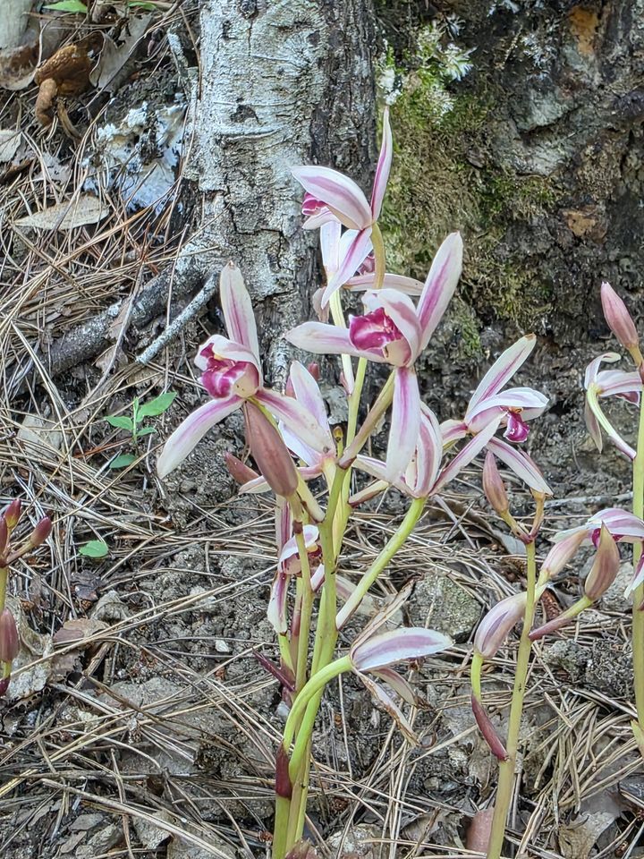 [구례=뉴시스] 지리산국립공원 자생지에 멸종위기야생생물 2급 '대흥란'이 피어있다. (사진=전남사무소 제공) 2025.07.03. photo@newsis.com&nbsp; *재판매 및 DB 금지
