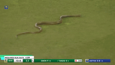 [뉴시스] 스리랑카와 방글라데시 간의 첫 원데이 국제 크리켓 경기 도중 뱀 한 마리가 경기장에 나타났다. (사진=THE FREE PRESS JOUNRNAL) *재판매 및 DB 금지