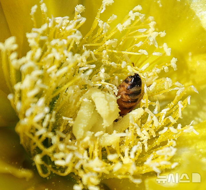 [제주=뉴시스] 우장호 기자 = 무더운 날씨를 보인 3일 오전 국내 유일 야생 선인장 군락지인 제주시 한림읍 월령리 제주올레 14코스에 피어난 노란 선인장꽃 안에서 꽃등에 한 마리가 부지런히 꿀을 따고 있다. 2025.07.03. woo1223@newsis.com