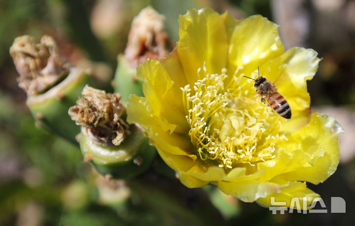 [제주=뉴시스] 우장호 기자 = 무더운 날씨를 보인 3일 오전 국내 유일 야생 선인장 군락지인 제주시 한림읍 월령리 제주올레 14코스에 피어난 노란 선인장꽃 주변으로 꽃등에가 날아와 먹이활동을 하고 있다. 2025.07.03. woo1223@newsis.com