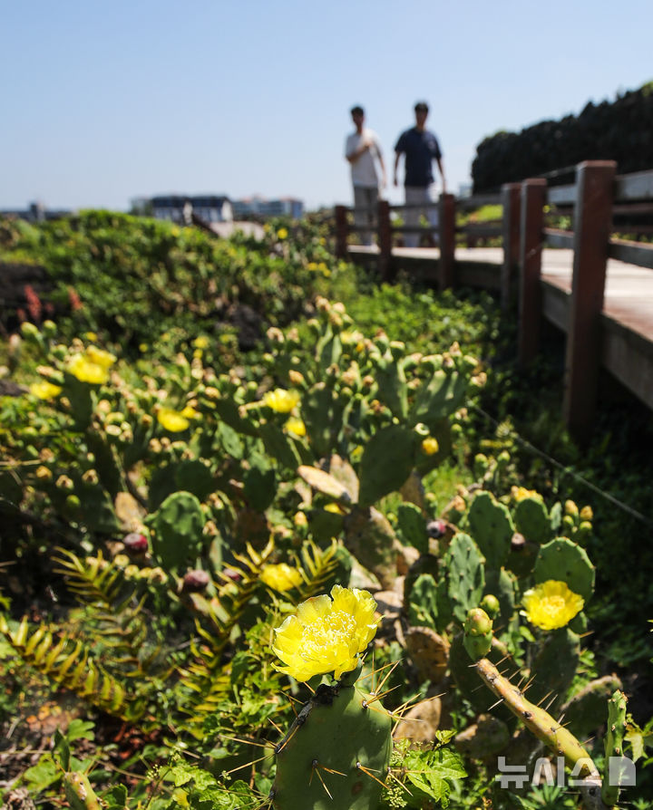 [제주=뉴시스] 우장호 기자 = 무더운 날씨를 보인 3일 오전 국내 유일 야생 선인장 군락지인 제주시 한림읍 월령리 제주올레 14코스에 노란 선인장꽃이 활짝 피어나 시선을 끌고 있다. 2025.07.03. woo1223@newsis.com
