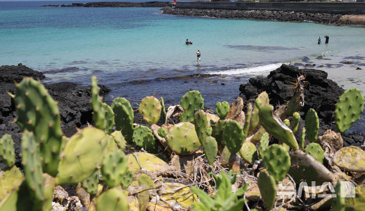 [제주=뉴시스] 우장호 기자 = 무더운 날씨를 보인 3일 오전 국내 유일 야생 선인장 군락지인 제주시 한림읍 월령리 제주올레 14코스 인근 월령포구에서 레저객들이 시원한 물놀이를 즐기고 있다. 2025.07.03. woo1223@newsis.com
