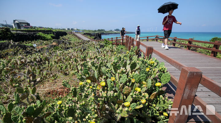 [제주=뉴시스] 우장호 기자 = 무더운 날씨를 보인 3일 오전 국내 유일 야생 선인장 군락지인 제주시 한림읍 월령리 제주올레 14코스에 노란 선인장꽃이 활짝 피어나 시선을 끌고 있다. 2025.07.03. woo1223@newsis.com