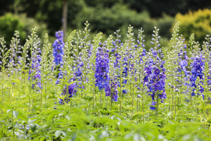  [봉화=뉴시스] 제비고깔 (사진=한국수목원정원관리원 제공) 2025.07.04. photo@newsis.com *재판매 및 DB 금지