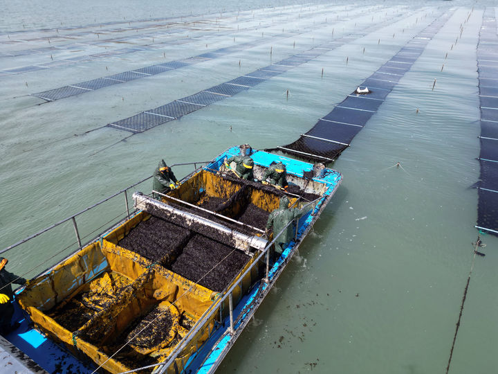 [인천=뉴시스] 옹진군 내 김 양식장. (사진=옹진군 제공) 2025.07.04. photo@newsis.com *재판매 및 DB 금지