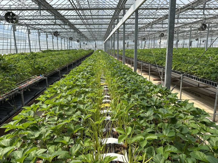 [진주=뉴시스]딸기 조직배양묘.(사진=경남농업기술원 제공).2025.07.04.photo@newsis.com *재판매 및 DB 금지