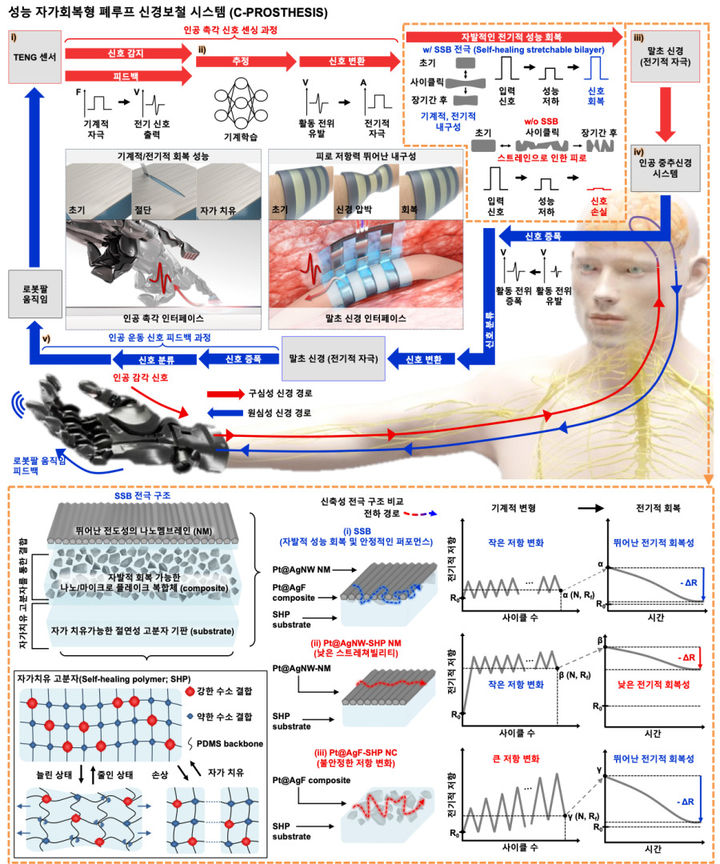 외부 손상과 장기간 사용에도 사용가능한 성능 자가회복형 폐루프 신경보철 시스템 개요. (사진=성균관대 제공) *재판매 및 DB 금지
