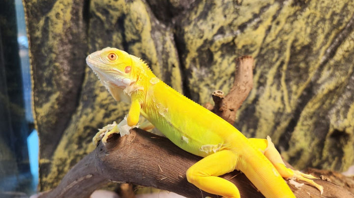 美 플로리다 한파에 '저온 마비' 이구아나 5000마리 안락사