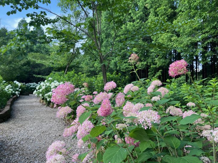 [수원=뉴시스] 오산 물향기수목원 수국. (사진=경기도 제공) 2025.07.04. photo@newsis.com *재판매 및 DB 금지