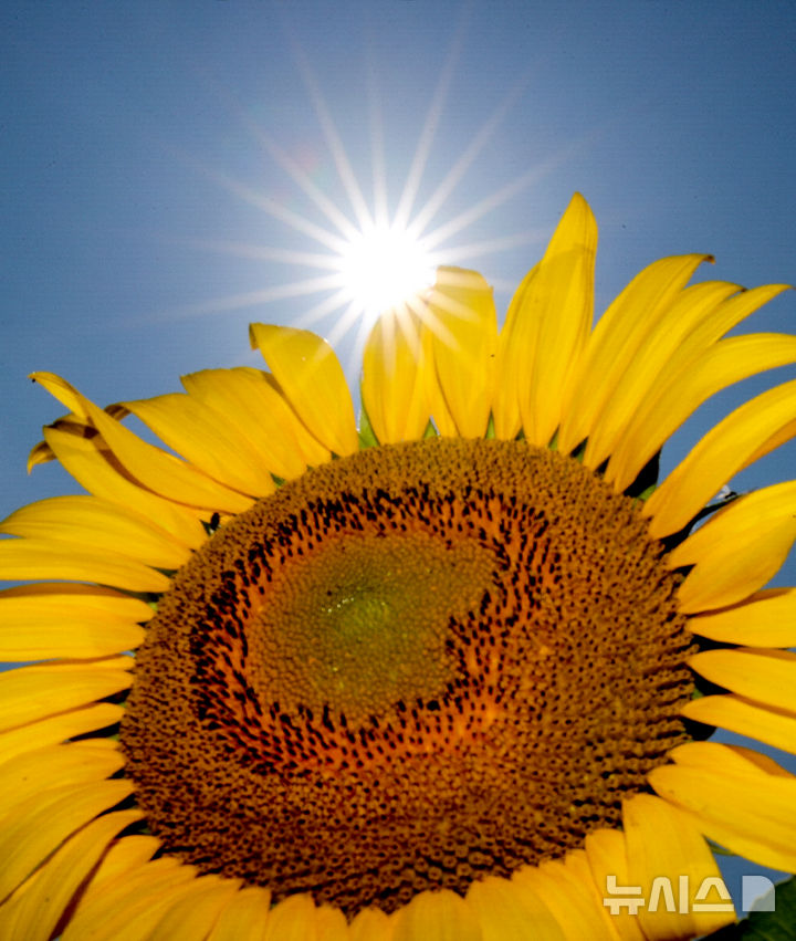 [제주=뉴시스] 우장호 기자 = 폭염특보가 발효 중인 4일 오전 제주시 회천동의 한 농장에 활짝 핀 해바라기 위로 뜨거운 태양빛이 작렬하고 있다. 기상청은 당분간 폭염특보가 발효된 제주도(산지, 추자도 제외)에는 최고체감온도 33도 이상(동부 35도 내외)으로 올라 매우 무덥겠다고 예보했다. 2025.07.04. woo1223@newsis.com