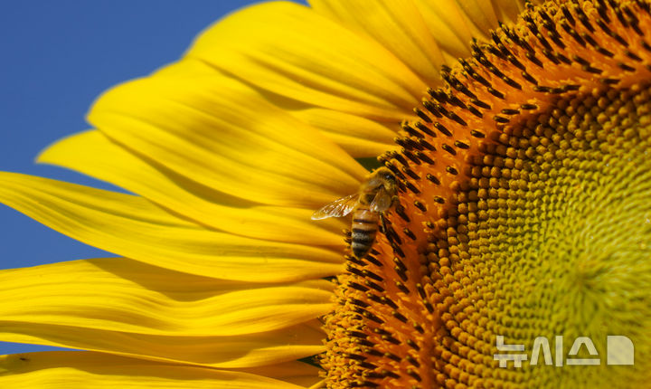 [제주=뉴시스] 우장호 기자 = 폭염특보가 발효 중인 4일 오전 제주시 회천동의 한 농장에 핀 해바라기 위로 꿀벌이 날아와 먹이활동을 하고 있다. 기상청은 당분간 폭염특보가 발효된 제주도(산지, 추자도 제외)에는 최고체감온도 33도 이상(동부 35도 내외)으로 올라 매우 무덥겠다고 예보했다. 2025.07.04. woo1223@newsis.com