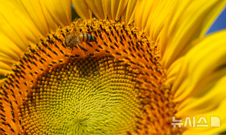 [제주=뉴시스] 우장호 기자 = 폭염특보가 발효 중인 4일 오전 제주시 회천동의 한 농장에 핀 해바라기 위로 꿀벌이 날아와 먹이활동을 하고 있다. 기상청은 당분간 폭염특보가 발효된 제주도(산지, 추자도 제외)에는 최고체감온도 33도 이상(동부 35도 내외)으로 올라 매우 무덥겠다고 예보했다. 2025.07.04. woo1223@newsis.com