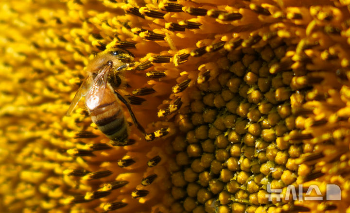 [제주=뉴시스] 우장호 기자 = 폭염특보가 발효 중인 4일 오전 제주시 회천동의 한 농장에 핀 해바라기 위로 꿀벌이 날아와 먹이활동을 하고 있다. 기상청은 당분간 폭염특보가 발효된 제주도(산지, 추자도 제외)에는 최고체감온도 33도 이상(동부 35도 내외)으로 올라 매우 무덥겠다고 예보했다. 2025.07.04. woo1223@newsis.com