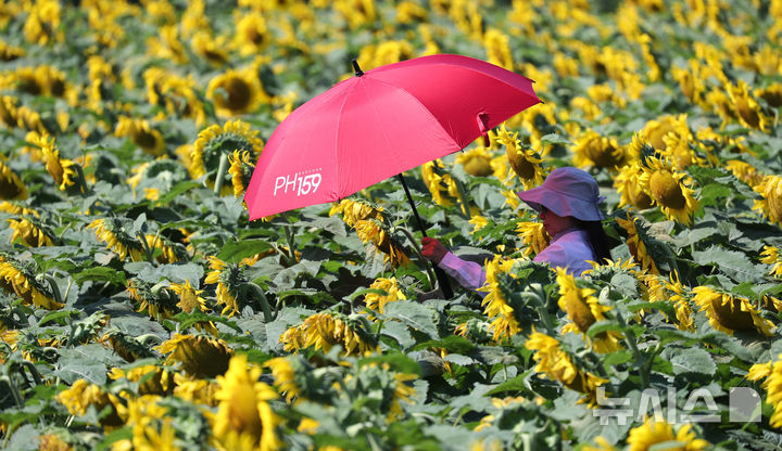 [제주=뉴시스] 우장호 기자 = 폭염특보가 발효 중인 4일 오전 제주시 회천동의 한 농장에 해바라기가 활짝 피어나 시선을 끌고 있다. 기상청은 당분간 폭염특보가 발효된 제주도(산지, 추자도 제외)에는 최고체감온도 33도 이상(동부 35도 내외)으로 올라 매우 무덥겠다고 예보했다. 2025.07.04. woo1223@newsis.com