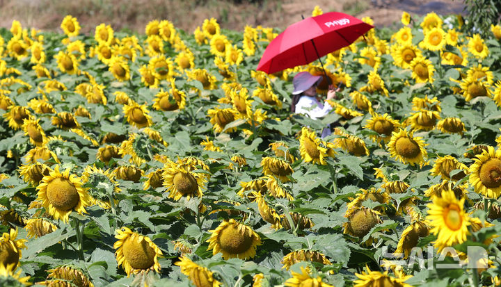 [제주=뉴시스] 우장호 기자 = 폭염특보가 발효 중인 4일 오전 제주시 회천동의 한 농장에 해바라기가 활짝 피어나 시선을 끌고 있다. 기상청은 당분간 폭염특보가 발효된 제주도(산지, 추자도 제외)에는 최고체감온도 33도 이상(동부 35도 내외)으로 올라 매우 무덥겠다고 예보했다. 2025.07.04. woo1223@newsis.com