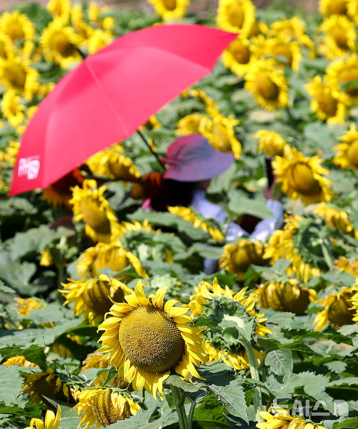 [제주=뉴시스] 우장호 기자 = 폭염특보가 발효 중인 4일 오전 제주시 회천동의 한 농장에 해바라기가 활짝 피어나 시선을 끌고 있다. 기상청은 당분간 폭염특보가 발효된 제주도(산지, 추자도 제외)에는 최고체감온도 33도 이상(동부 35도 내외)으로 올라 매우 무덥겠다고 예보했다. 2025.07.04. woo1223@newsis.com