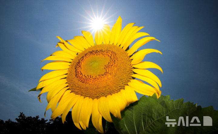 [제주=뉴시스] 우장호 기자 = 폭염특보가 발효 중인 4일 오전 제주시 회천동의 한 농장에 활짝 핀 해바라기 위로 뜨거운 태양빛이 작렬하고 있다. 기상청은 당분간 폭염특보가 발효된 제주도(산지, 추자도 제외)에는 최고체감온도 33도 이상(동부 35도 내외)으로 올라 매우 무덥겠다고 예보했다. 2025.07.04. woo1223@newsis.com