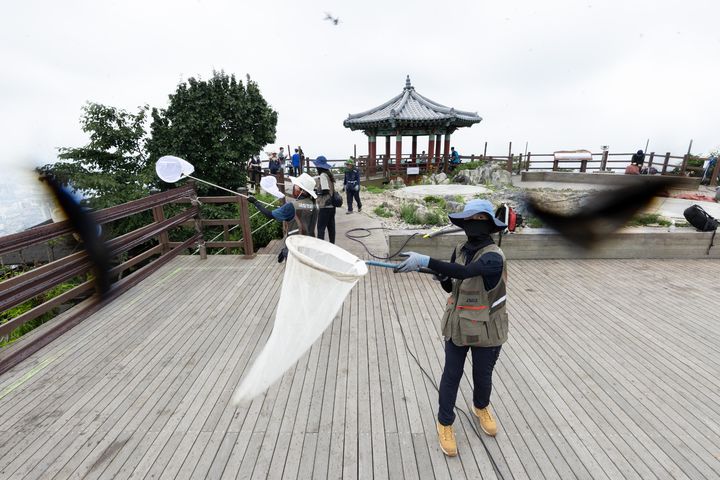 [서울=뉴시스] 4일 환경부 및 소속기관 직원들이 인천 계양구 계양산에서 러브버그(붉은등우단털파리) 성체를 제거하기 위해 송풍기와 포충망을 활용하여 방제 작업을 하고 있다. (사진=환경부 제공) 2025.07.04. photo@newsis.com *재판매 및 DB 금지