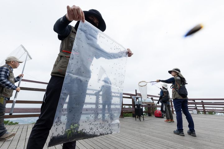 [서울=뉴시스] 4일 환경부 및 소속기관 직원들이 인천 계양구 계양산에서 러브버그(붉은등우단털파리) 성체를 제거하기 위해 송풍기와 포충망을 활용하여 방제 작업을 하고 있다. (사진=환경부 제공) 2025.07.04. photo@newsis.com *재판매 및 DB 금지