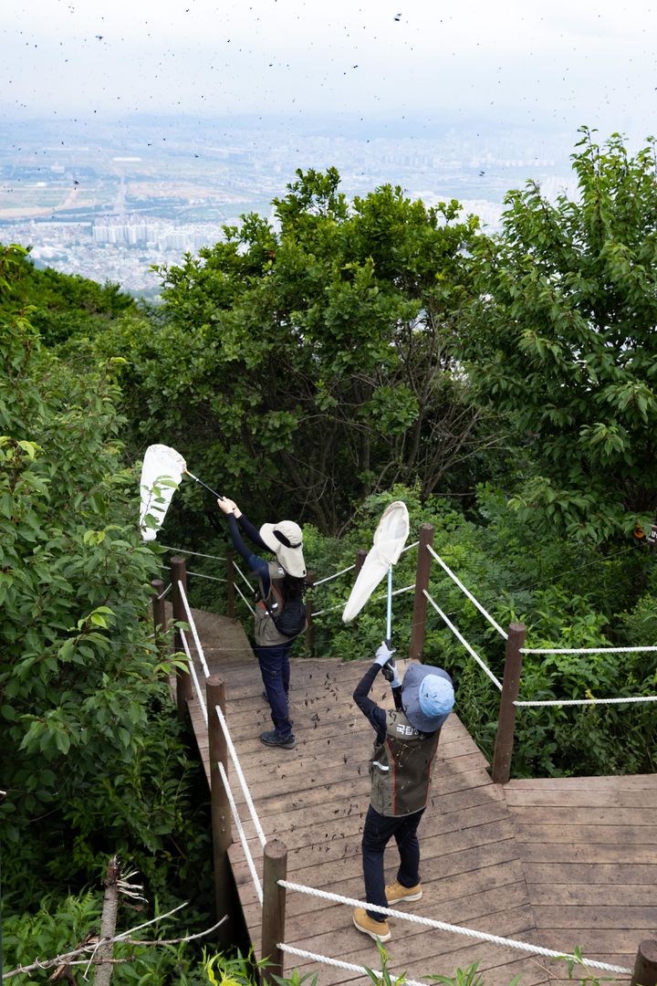 [서울=뉴시스] 4일 환경부 및 소속기관 직원들이 인천 계양구 계양산에서 러브버그(붉은등우단털파리) 성체를 제거하기 위해 송풍기와 포충망을 활용하여 방제 작업을 하고 있다. (사진=환경부 제공) 2025.07.04. photo@newsis.com *재판매 및 DB 금지