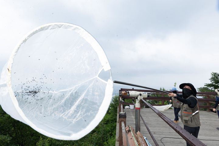 [서울=뉴시스] 4일 환경부 및 소속기관 직원들이 인천 계양구 계양산에서 러브버그(붉은등우단털파리) 성체를 제거하기 위해 송풍기와 포충망을 활용하여 방제 작업을 하고 있다. (사진=환경부 제공) 2025.07.04. photo@newsis.com *재판매 및 DB 금지