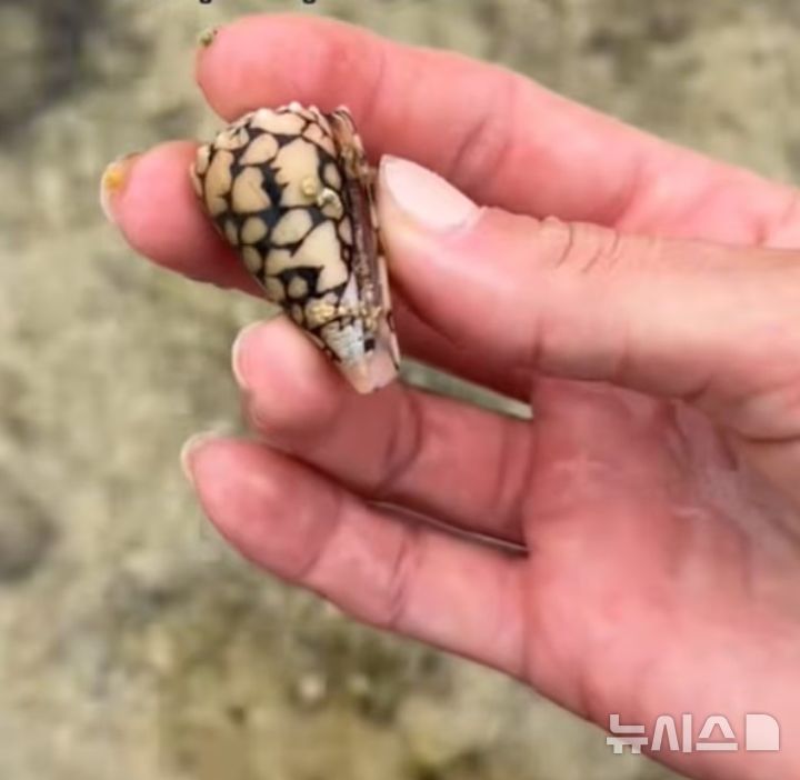[뉴시스]한 틱톡커가 오키나와 해변에서 ‘예쁜 조개’를 주웠다가 죽을 뻔한 사연이 전해져 큰 충격을 안겼다. (사진=데일리메일)